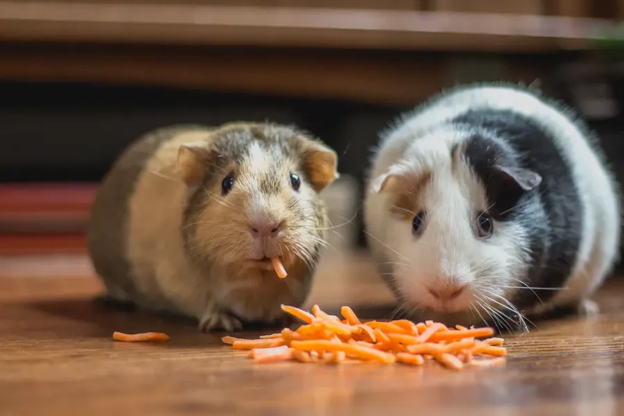 Two guinea pigs sharing a snack on a hardwood floor at home
