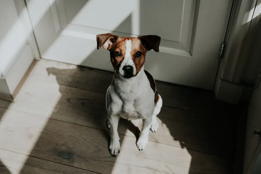 A dog sitting alone on the floor in a sunlit hallway