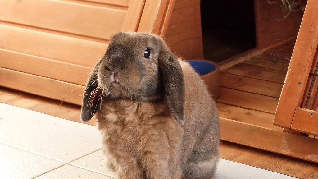 A lop-eared rabbit near its hutch