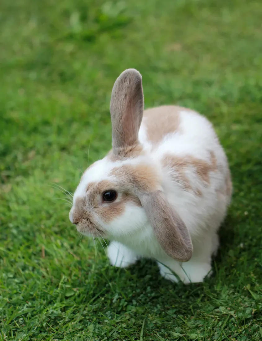 A rabbit relaxing in a cozy garden nook