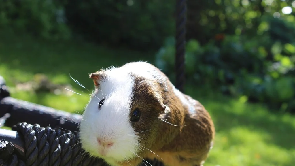 A guinea pig resting in the grass outdoors