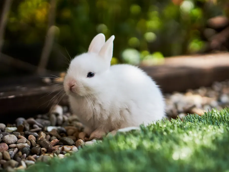 A rabbit sitting alone near an open garden door, looking out