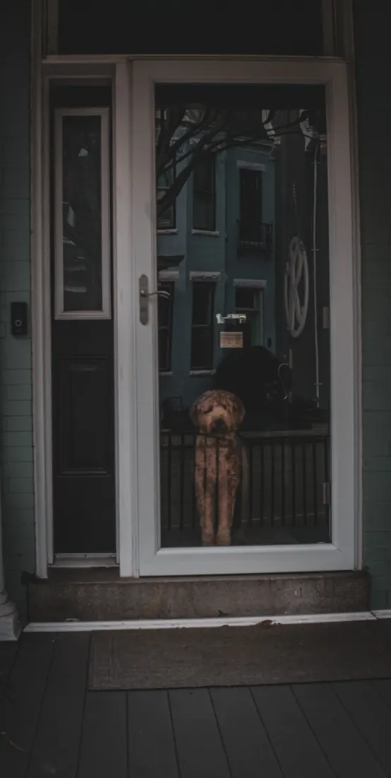 A dog looking out through a glass front door, waiting alone