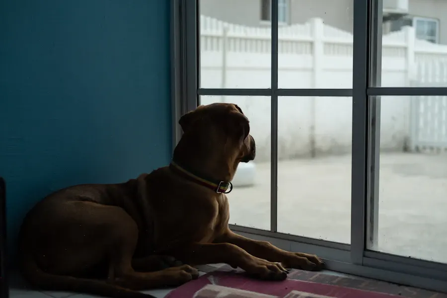 A dog lying alone by a window, looking outside