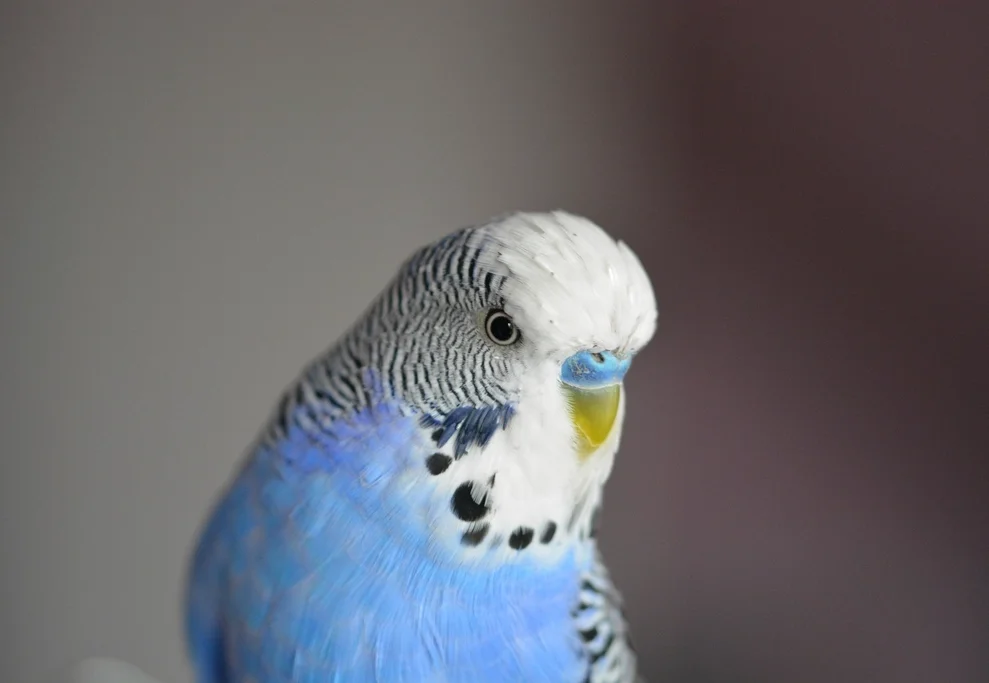 A colorful pet parakeet perched calmly, close-up portrait