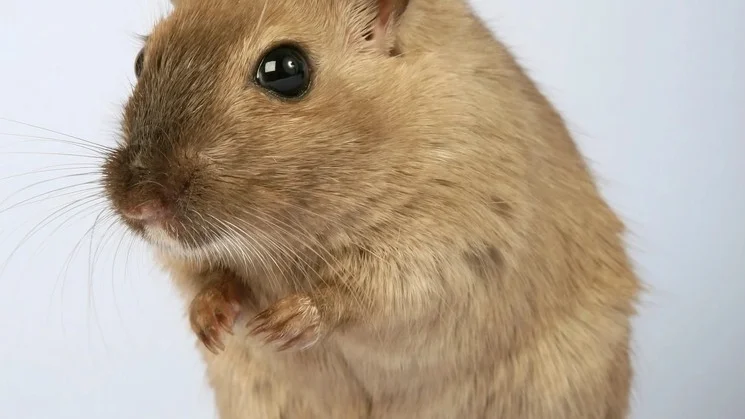 A curious gerbil close up against a plain background
