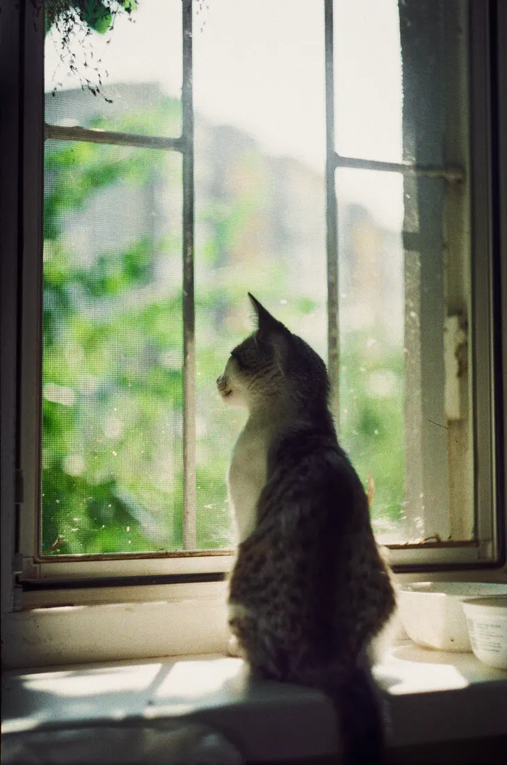 A cat sitting alone on a windowsill, looking out